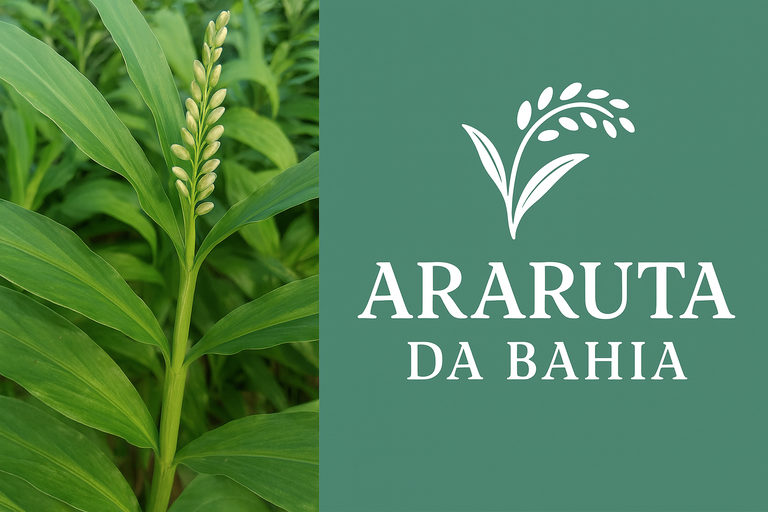 Araruta da Bahia