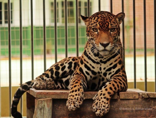Zoológico do CIGS: um dos passeios mais tradicionais para fazer com crianças em Manaus