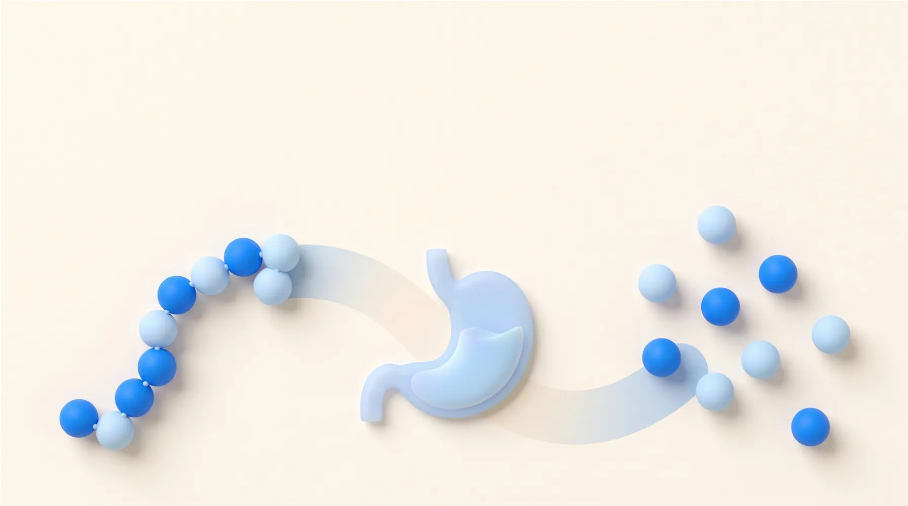 Ilustração de um diagrama sobre fundo creme: à esquerda, uma cadeia de esferas azuis e azul-claras ligadas em curva; no centro, a silhueta simples de um estômago em azul-claro translúcido; à direita, as mesmas esferas soltas e espalhadas, como se a cadeia tivesse sido desmontada.